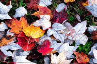 Fall leaves, Henrico