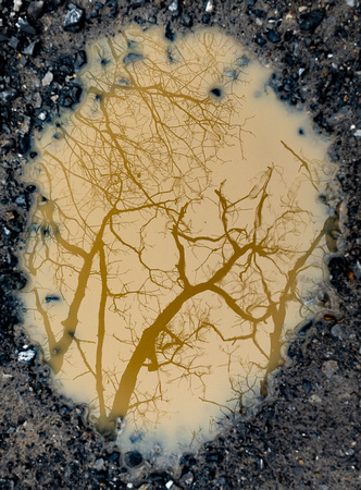 Reflection in puddle