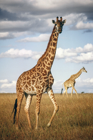 Masaai Giraffe, Kenya