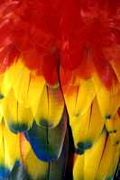 Details of Scarlet Macaw