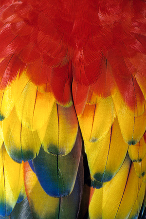 Details of Scarlet Macaw