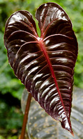 New leaf of Anthurium sp.