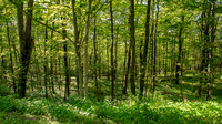 Summer forest in Shenandoah NP