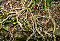 Exposed roots at Rose River Falls Trail, Shenandoah NP