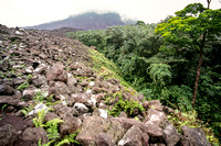 Top of 1992 lava flow through forest