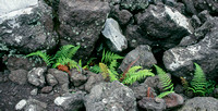 1992 lava flow colonized by ferns