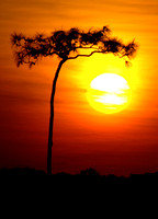 Pinetree at Sunset