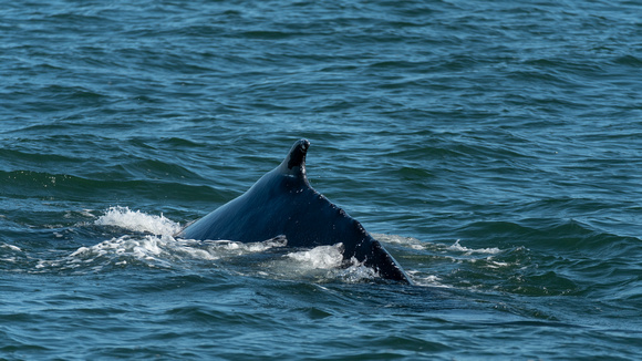 Northern Humpback Whale in the Atlantic Ocean off Virginia Beach