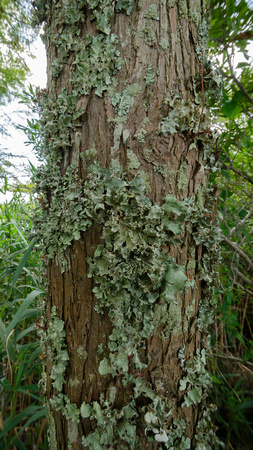 Lichens on cypress