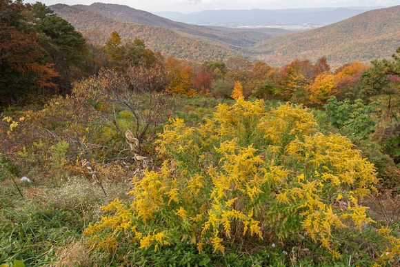 Fall foliage with Goldenrod
