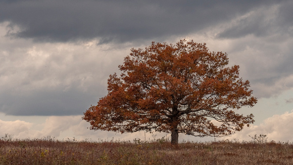 Oak in Fall with storm clouds