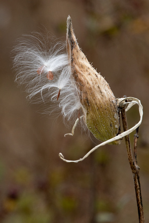 Common milkweed fruits