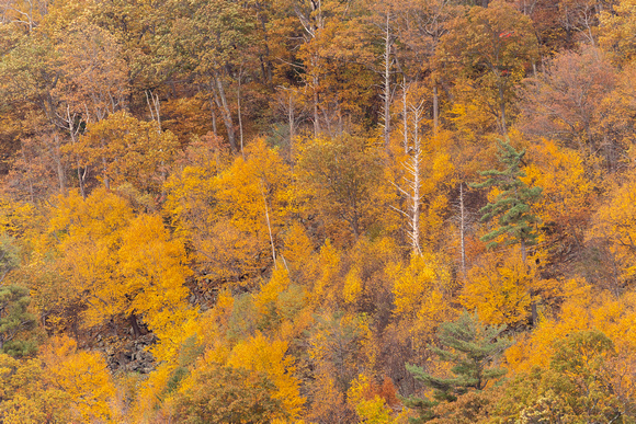 Fall hillside at Bacon Hollow Overlook, Shenandoah National Park