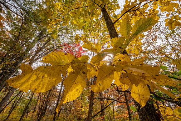 Hickory leaves in Fall forest