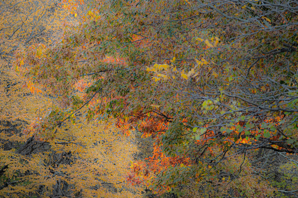 Fall foliage
