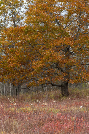 Fall oak and meadow wildflowers
