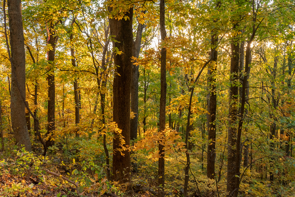 Fall forest near Beldor Hollow Overlook, Shenandoah NP