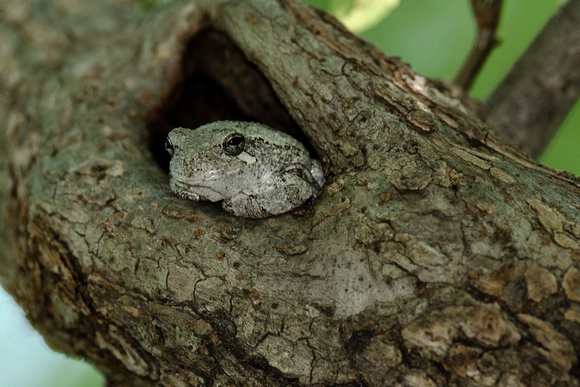 Grey Tree Frog, Huntley Meadows Park, Alexandria