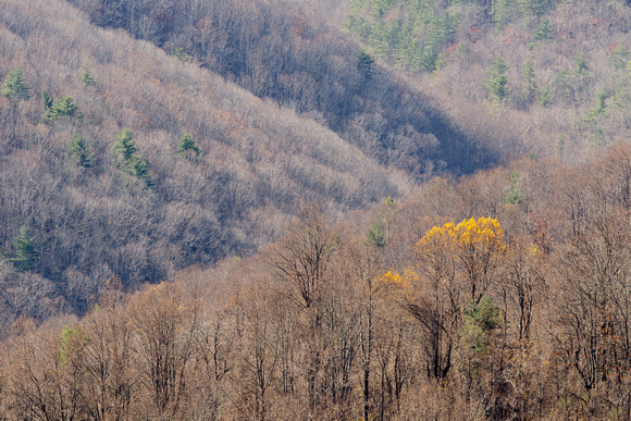 Hickory & stacked hills at 20 Minute Overlook, Blue Ridge Parkway