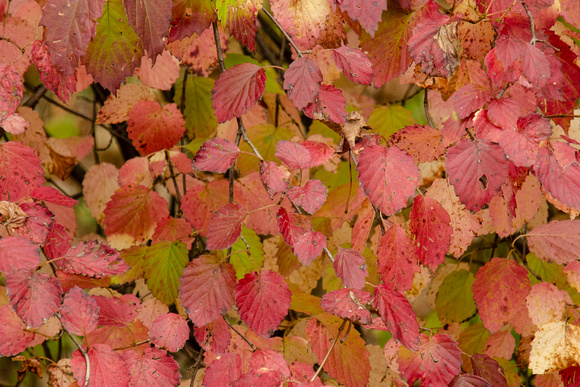 Viburnum leaves in Fall