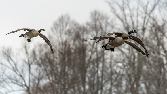 Canada Geese in Tuckahoe Creek, Henrico