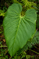 giant Anthurium sp.