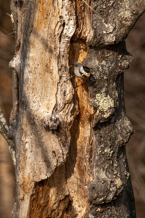 Carolina Chickadee with nesting materials