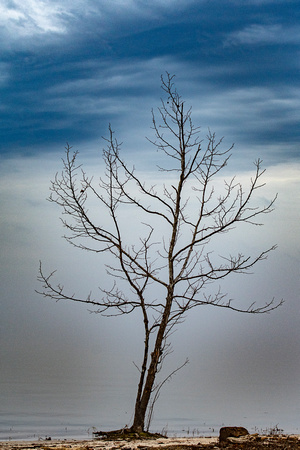 Tree at Jordan Point, James River