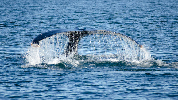Humpback Whale off Virginia Beach