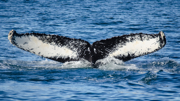Humpback Whale off Virginia Beach