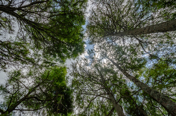 Cypress forest canopy