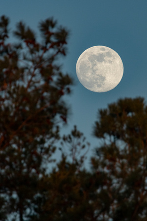 January full moon over Tuckahoe Creek, Henrico