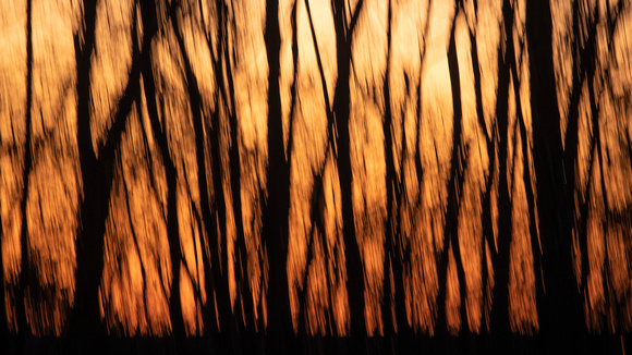 Sunset forest streaks