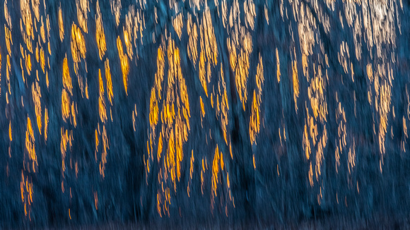 Winter sunset forest streaks
