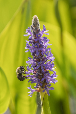 Bumblebee on Pickeral Weed