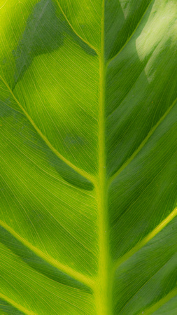 Tuckahoe (Peltandra virginica) leaf