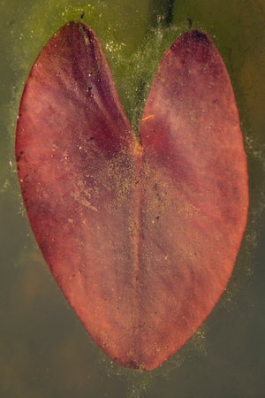 Banana Spadderdock leaf