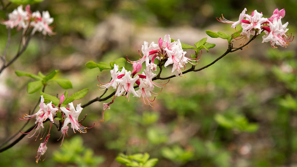 Pinxter Azalea (Rhododendron periclymenoides)