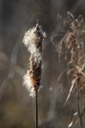 Cattail inflorescence and seeds