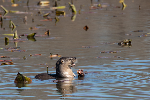 American River Otter on the hunt