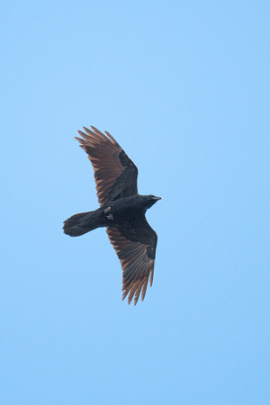 Raven, Shenandoah NP