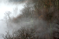 Foggy Fall forest