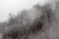 Foggy Fall forest
