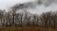 Foggy Fall forest at Pinnacles Overlook, Shenandoah NP