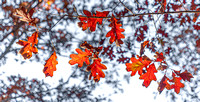 Fall foliage in Deep Run Park, Henrico