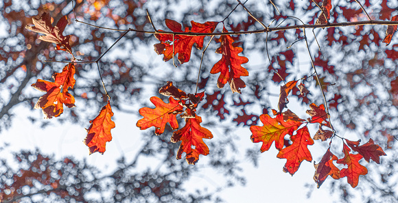 Fall foliage in Deep Run Park, Henrico