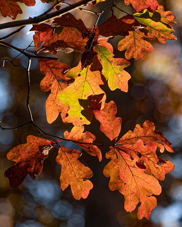 Fall afternoon foliage: oak leaves