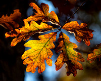 Oak leaves in Fall at Deep Run Park, Henrico