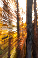 Fall forest in Deep Run Park, Henrico