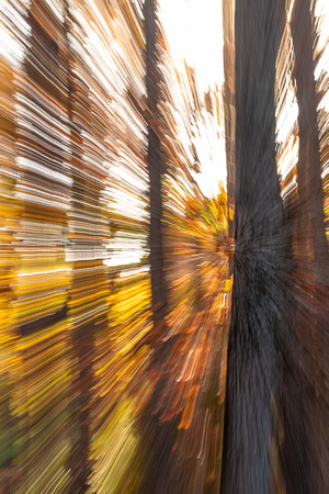 Fall forest in Deep Run Park, Henrico